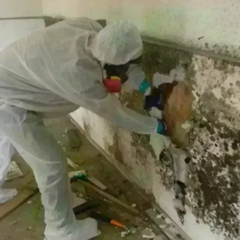 Mold Remediation and Removal in Colma, CA